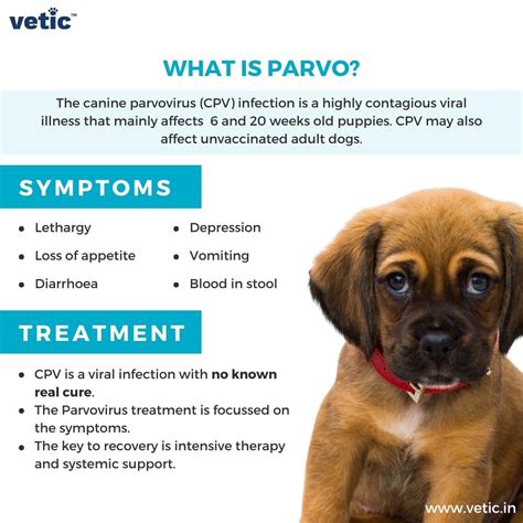 parvo meaning in tagalog|PARVO VIRUS EARLY SYMPTOMS, REMEDIES .